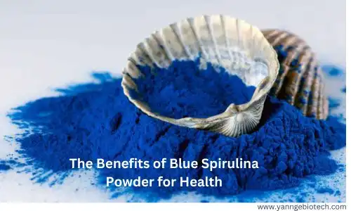 The Benefits of Blue Spirulina Powder for Health